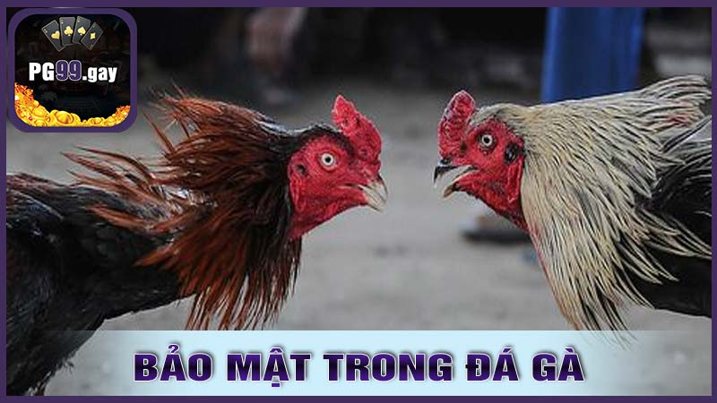 Bảo Mật Và An Toàn Trong Đá Gà PG99