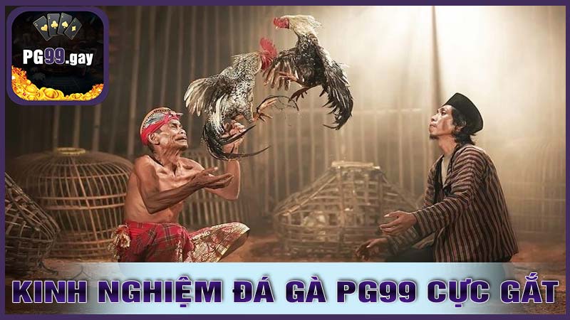 Kinh Nghiệm Đá Gà PG99 Cực GẮT