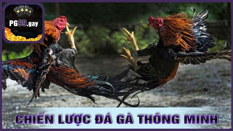 Xây Dựng Chiến Lược Đá Gà Thông Minh